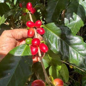 Programa de Transformación Digital Agrícola (Por Finca)