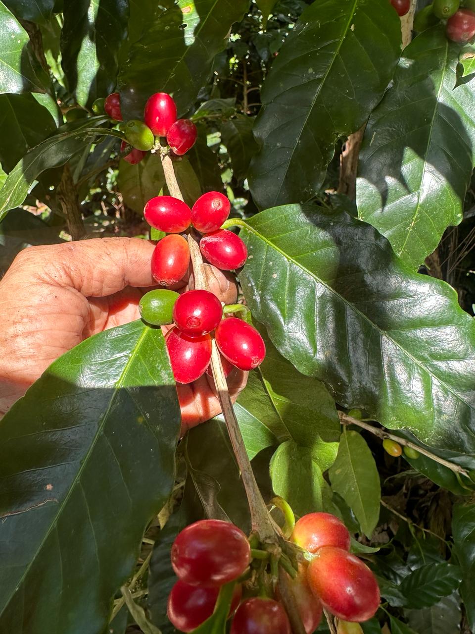 Programa de Transformación Digital Agrícola (Por Finca)